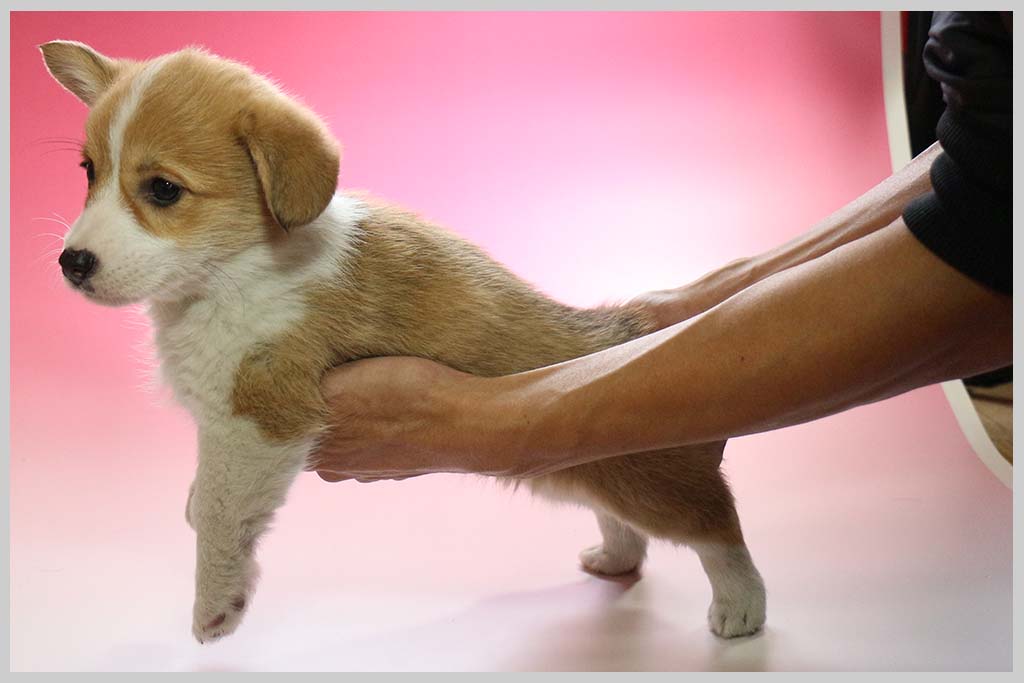 ウェルシュ・コーギー・ペンブローク02子犬販売の画像3
