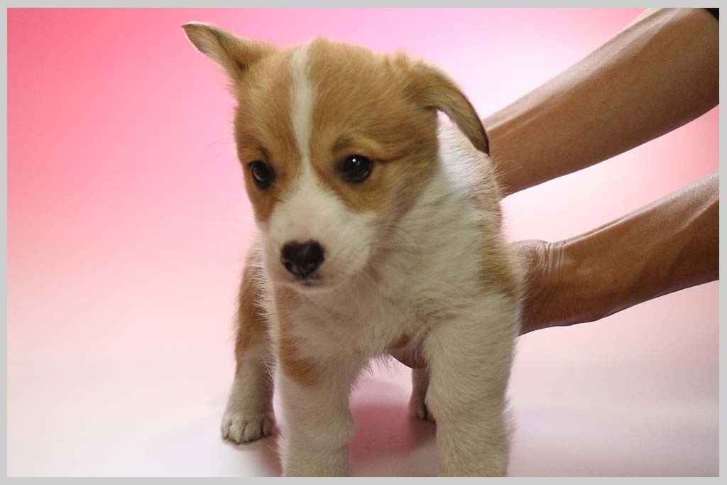 ウェルシュ・コーギー・ペンブローク02子犬販売の画像1