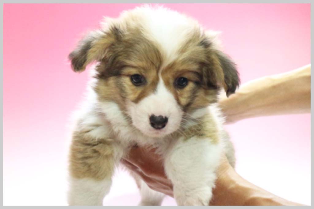 ウェルシュ・コーギー・ペンブローク01子犬販売の画像1